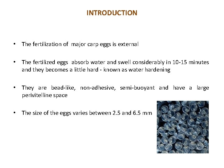 INTRODUCTION • The fertilization of major carp eggs is external • The fertilized eggs