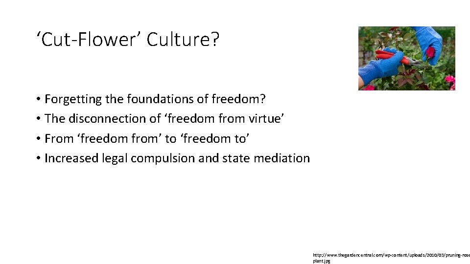 ‘Cut-Flower’ Culture? • Forgetting the foundations of freedom? • The disconnection of ‘freedom from