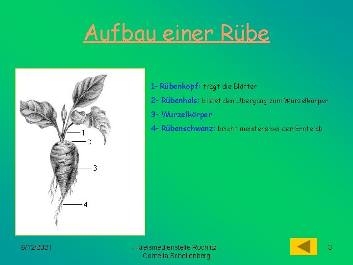 Aufbau einer Rübe 1 - Rübenkopf: trägt die Blätter 2 - Rübenhals: bildet den