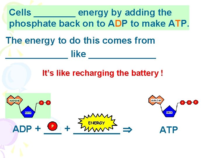 Cells ____ energy by adding the phosphate back on to ADP to make ATP.