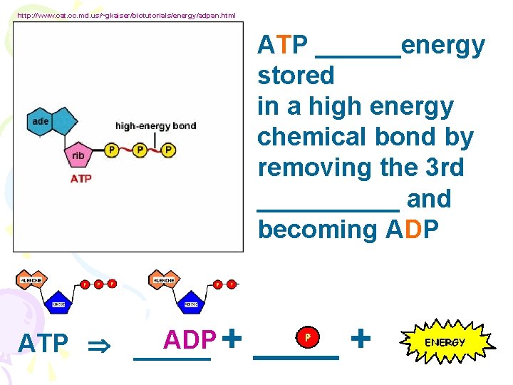 http: //www. cat. cc. md. us/~gkaiser/biotutorials/energy/adpan. html ATP ______energy stored in a high energy