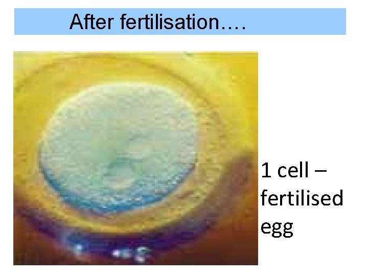 After fertilisation…. 1 cell – fertilised egg 