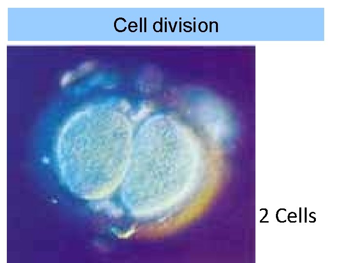 Cell division 2 Cells 