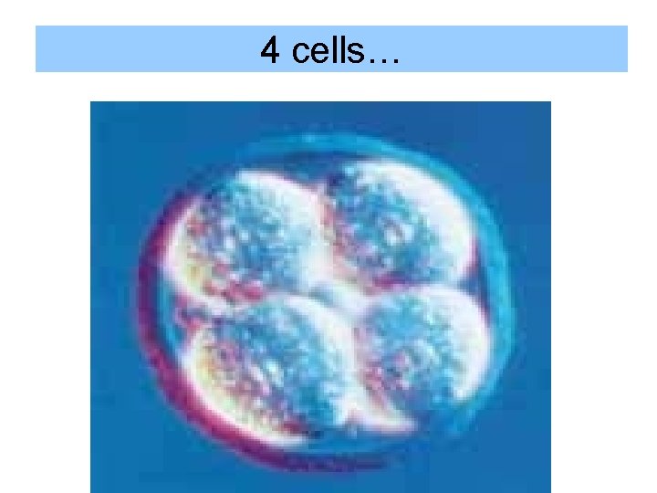 4 cells… 