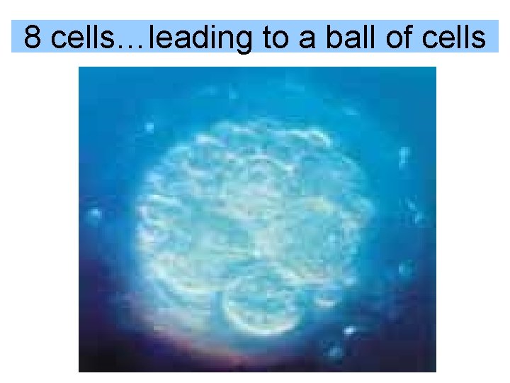 8 cells…leading to a ball of cells 