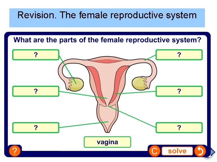 Revision. The female reproductive system 