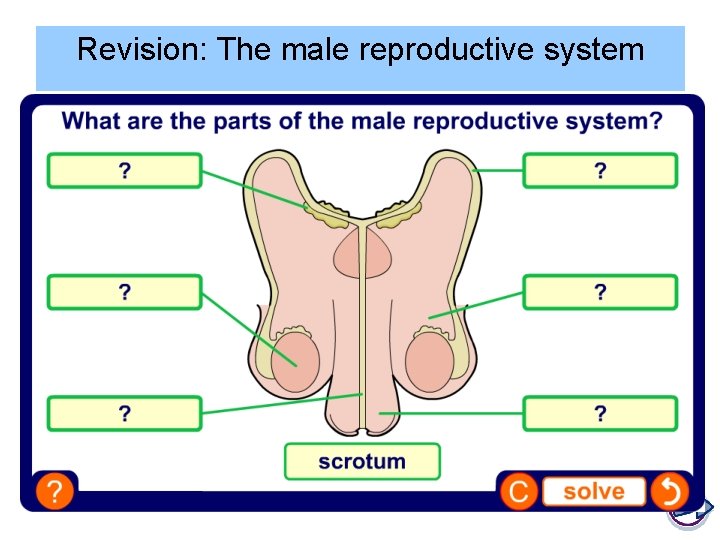 Revision: The male reproductive system 
