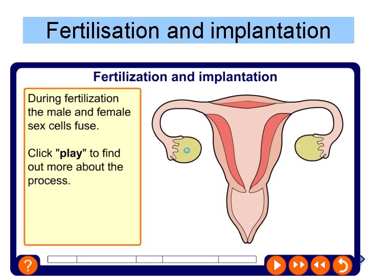 Fertilisation and implantation 