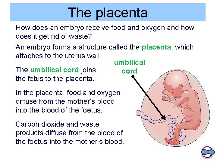 The placenta How does an embryo receive food and oxygen and how does it