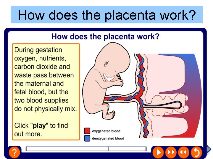 How does the placenta work? 