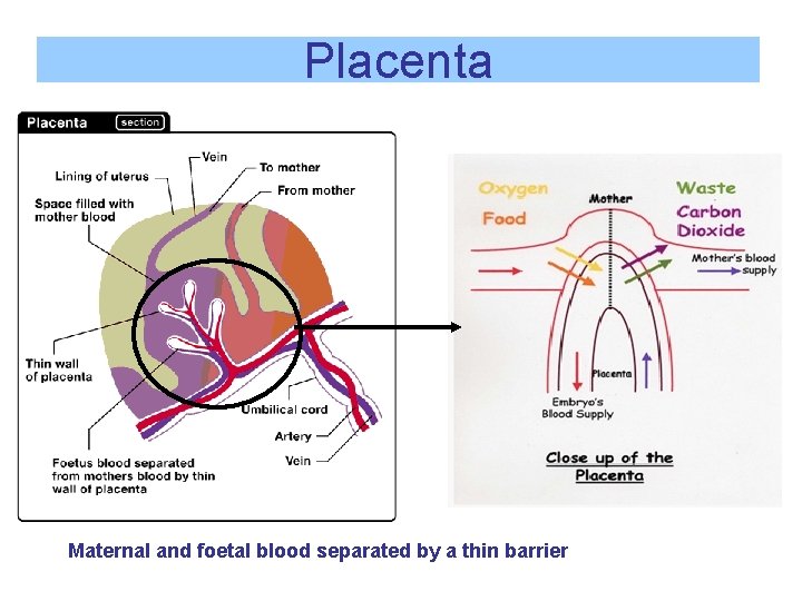 Placenta Maternal and foetal blood separated by a thin barrier 