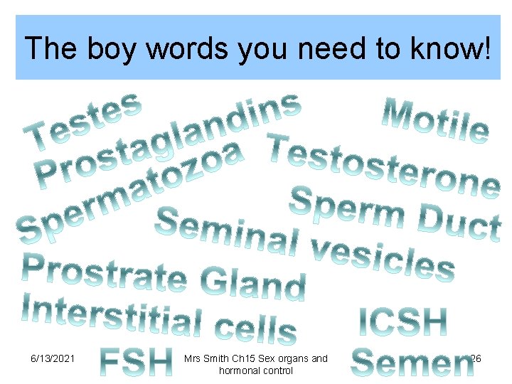 The boy words you need to know! 6/13/2021 Mrs Smith Ch 15 Sex organs