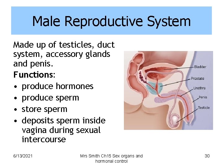 Male Reproductive System Made up of testicles, duct system, accessory glands and penis. Functions: