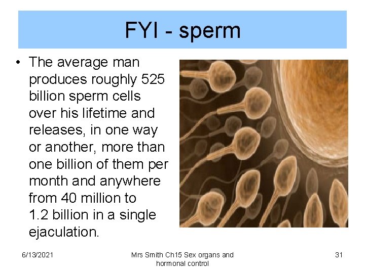 FYI - sperm • The average man produces roughly 525 billion sperm cells over