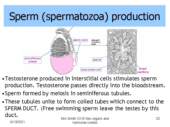 Sperm (spermatozoa) production • Testosterone produced in interstitial cells stimulates sperm production. Testosterone passes