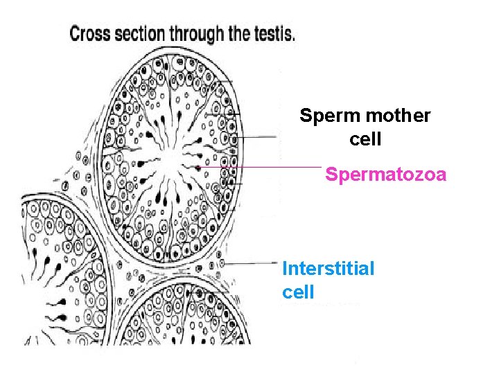 Sperm mother cell Spermatozoa Interstitial cell 