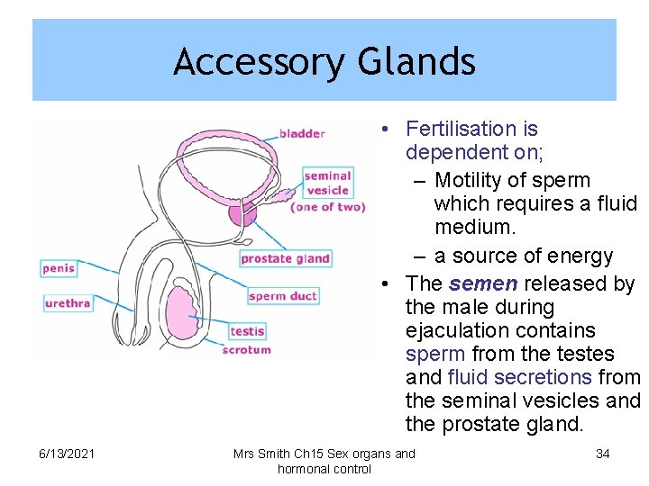 Accessory Glands • Fertilisation is dependent on; – Motility of sperm which requires a