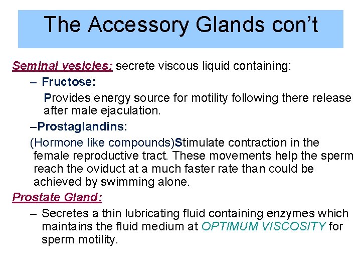 The Accessory Glands con’t Seminal vesicles: secrete viscous liquid containing: – Fructose: Provides energy