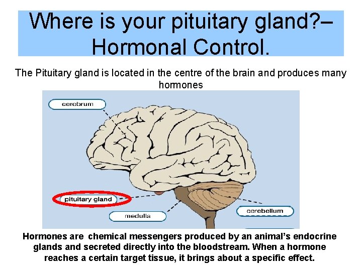 Where is your pituitary gland? – Hormonal Control. The Pituitary gland is located in