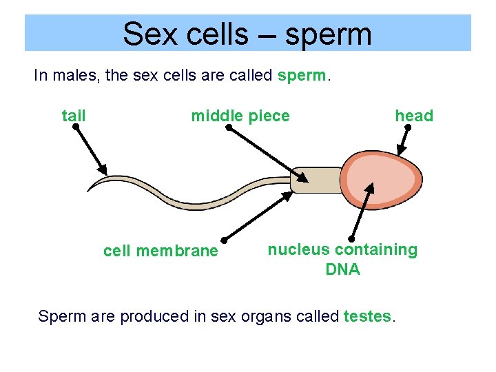 Sex cells – sperm In males, the sex cells are called sperm. tail middle
