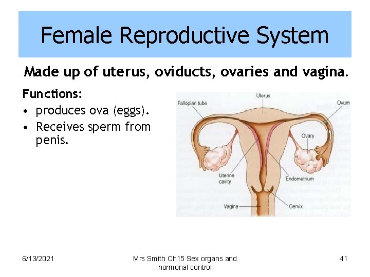 Female Reproductive System Made up of uterus, oviducts, ovaries and vagina. Functions: • produces
