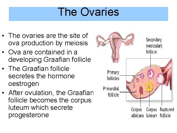 The Ovaries • The ovaries are the site of ova production by meiosis •