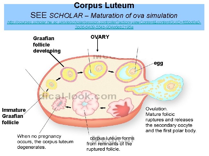 Corpus Luteum SEE SCHOLAR – Maturation of ova simulation http: //courses. scholar. hw. ac.