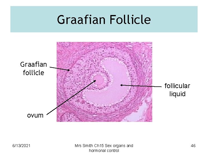 Graafian Follicle Graafian follicle follicular liquid ovum 6/13/2021 Mrs Smith Ch 15 Sex organs