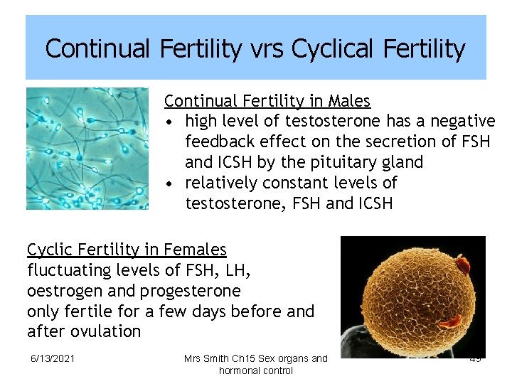 Continual Fertility vrs Cyclical Fertility Continual Fertility in Males • high level of testosterone