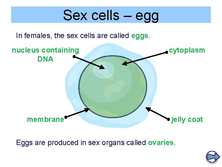 Sex cells – egg In females, the sex cells are called eggs. nucleus containing