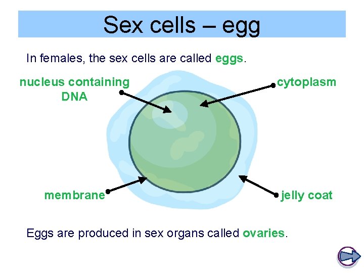 Sex cells – egg In females, the sex cells are called eggs. nucleus containing
