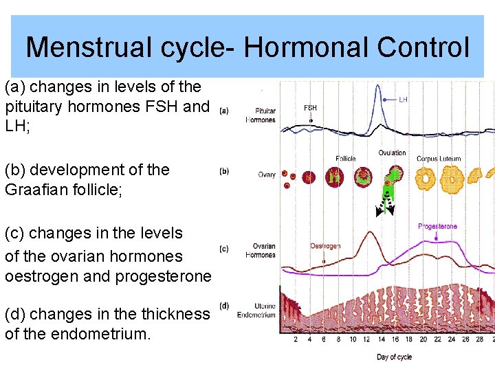 Menstrual cycle- Hormonal Control (a) changes in levels of the pituitary hormones FSH and