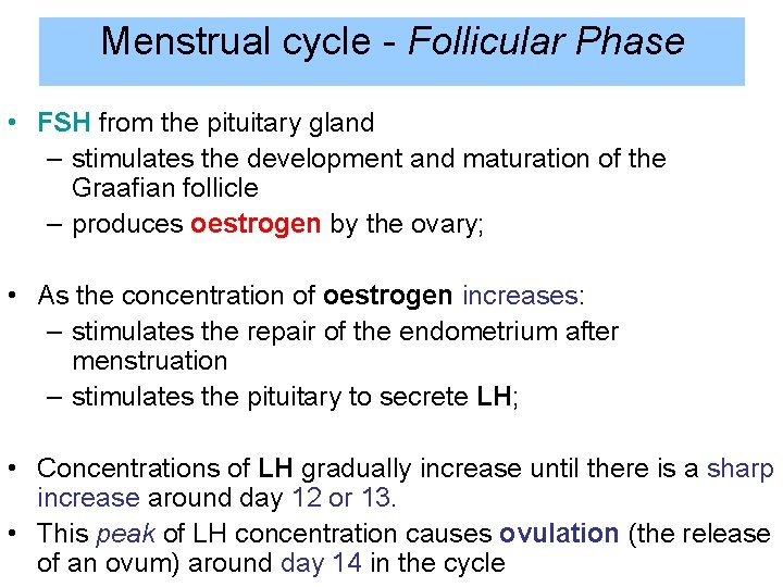 Menstrual cycle - Follicular Phase • FSH from the pituitary gland – stimulates the