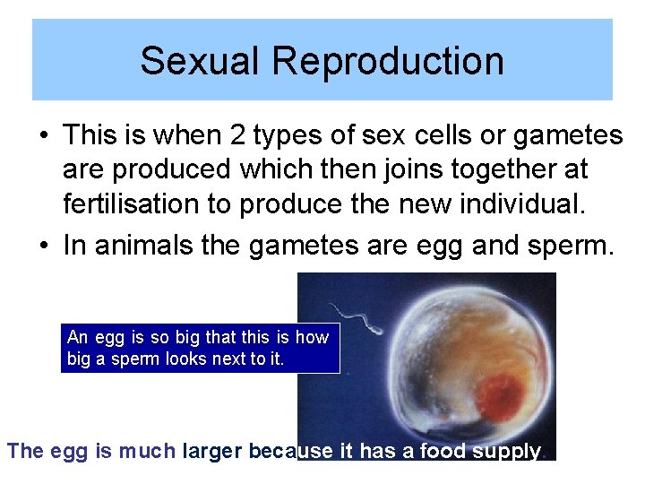 Sexual Reproduction • This is when 2 types of sex cells or gametes are