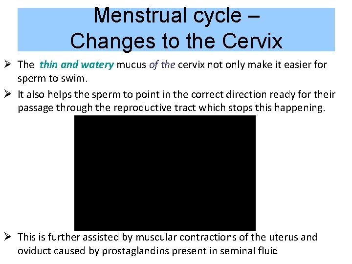 Menstrual cycle – Changes to the Cervix Ø The thin and watery mucus of