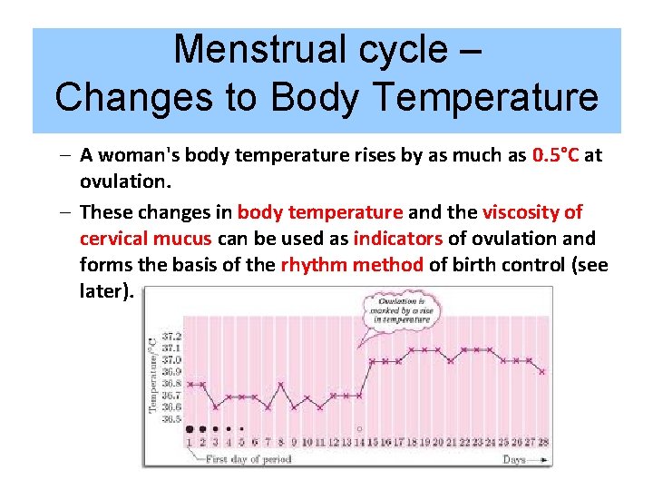 Menstrual cycle – Changes to Body Temperature – A woman's body temperature rises by