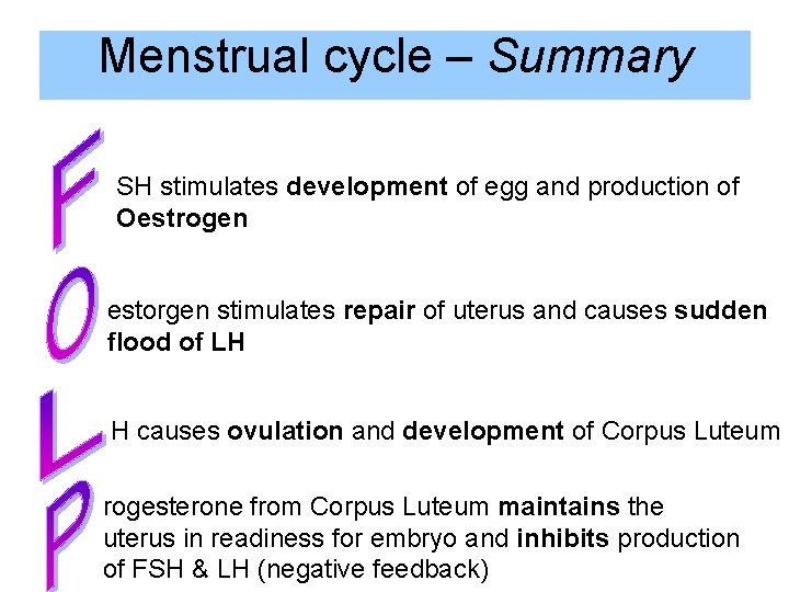 Menstrual cycle – Summary SH stimulates development of egg and production of Oestrogen estorgen