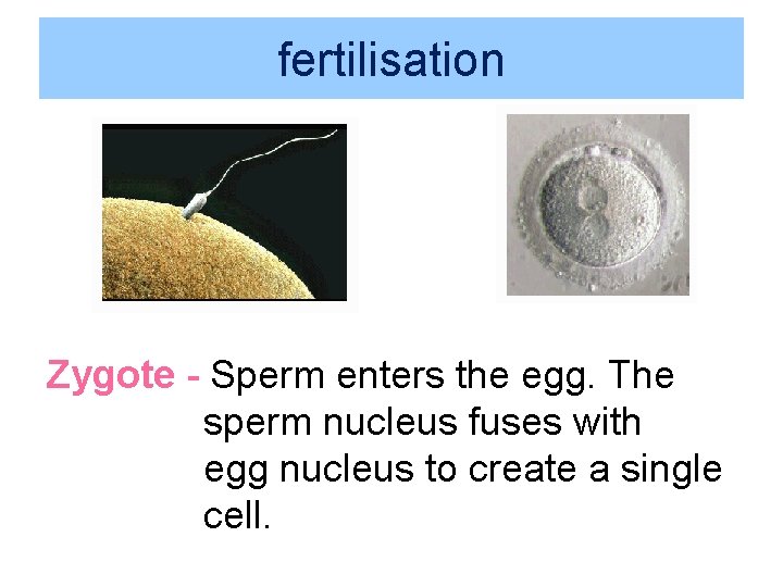 fertilisation Zygote - Sperm enters the egg. The sperm nucleus fuses with egg nucleus