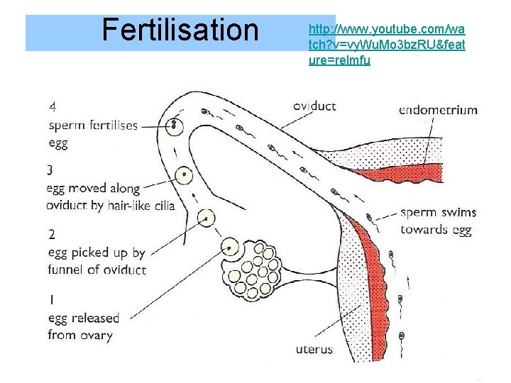 Fertilisation http: //www. youtube. com/wa tch? v=vy. Wu. Mo 3 bz. RU&feat ure=relmfu 