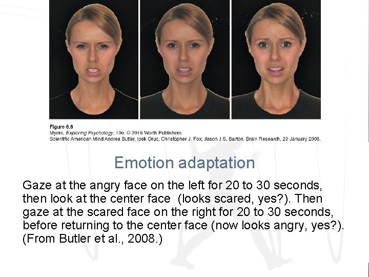 Emotion adaptation Gaze at the angry face on the left for 20 to 30