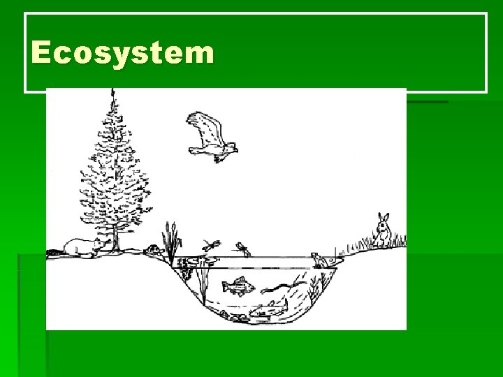 Ecosystem 