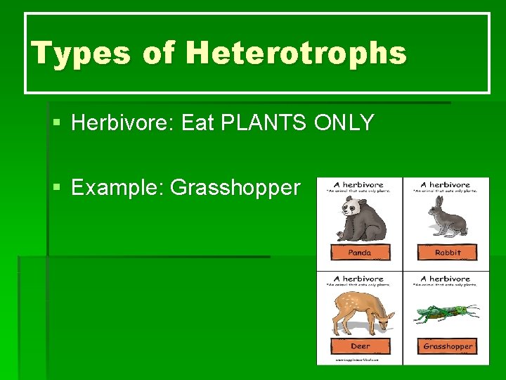 Types of Heterotrophs § Herbivore: Eat PLANTS ONLY § Example: Grasshopper 