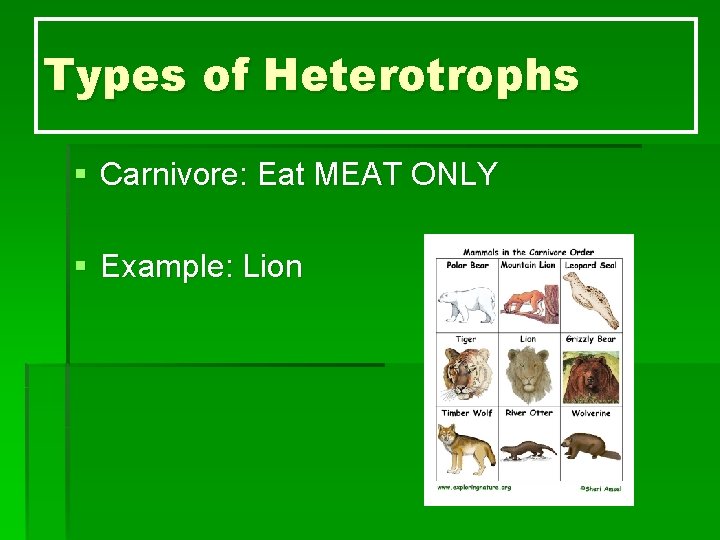Types of Heterotrophs § Carnivore: Eat MEAT ONLY § Example: Lion 