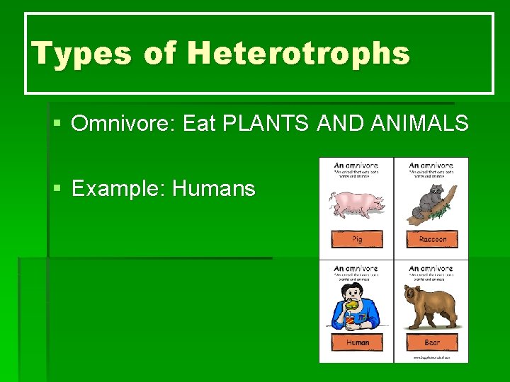 Types of Heterotrophs § Omnivore: Eat PLANTS AND ANIMALS § Example: Humans 