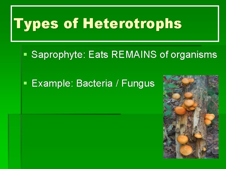 Types of Heterotrophs § Saprophyte: Eats REMAINS of organisms § Example: Bacteria / Fungus