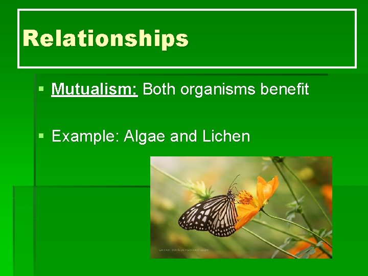 Relationships § Mutualism: Both organisms benefit § Example: Algae and Lichen 