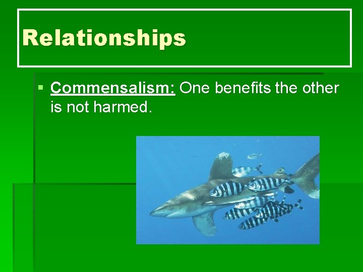 Relationships § Commensalism: One benefits the other is not harmed. 