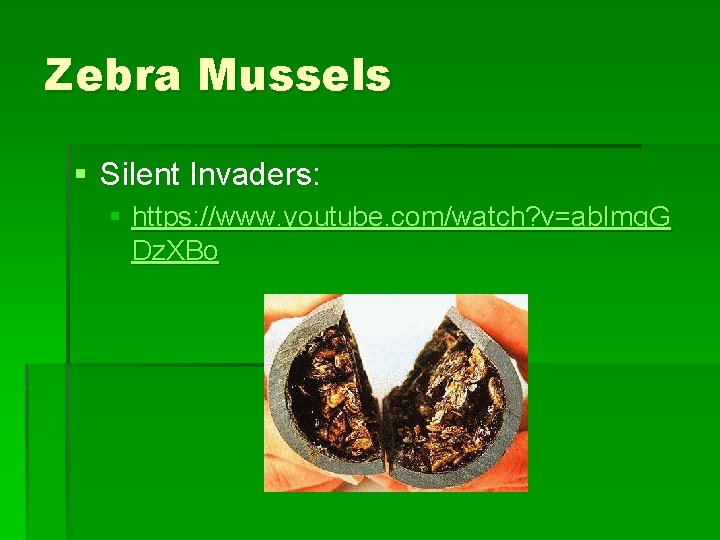Zebra Mussels § Silent Invaders: § https: //www. youtube. com/watch? v=ab. Imq. G Dz.