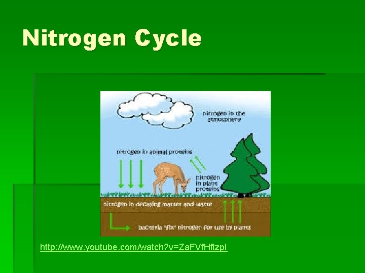 Nitrogen Cycle http: //www. youtube. com/watch? v=Za. FVf. Hftzp. I 