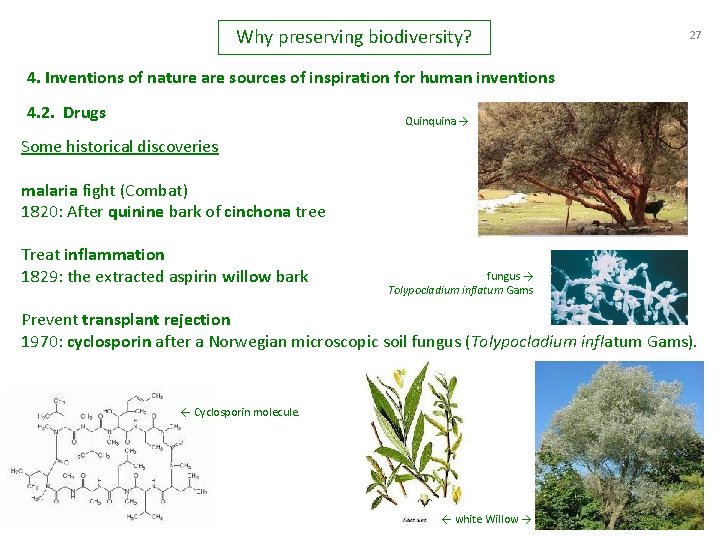 Why preserving biodiversity? 27 4. Inventions of nature are sources of inspiration for human